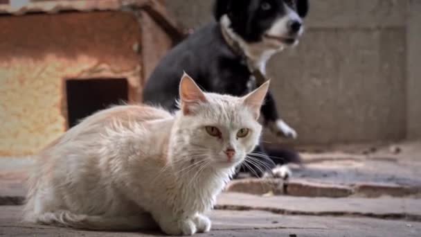 无家可归的饥饿和悲伤的猫独自坐在人行道上 贫穷城市里的野猫 饥饿和被打的猫 可悲的街头宠物 — 图库视频影像