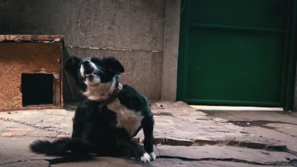 Zwart Witte Hond Met Verschillende Ogen Aan Een Ketting Bij — Stockvideo