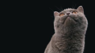 Interested muzzle of a Scottish cat close-up on a black background. Cat gray muzzle with large yellow eyes. The cat looks up.