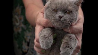 Girls hands are scratching the cute face of a gray cat close-up. The hostess strokes a gray kitten close-up. Fluffy thoroughbred pet relaxes and purrs. Little best friends. Happy pets at home.