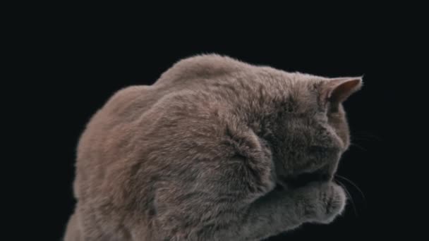 Šedá Kočka Zblízka Olizuje Černé Pozadí Zajímavý Ústí Skotské Kočky — Stock video