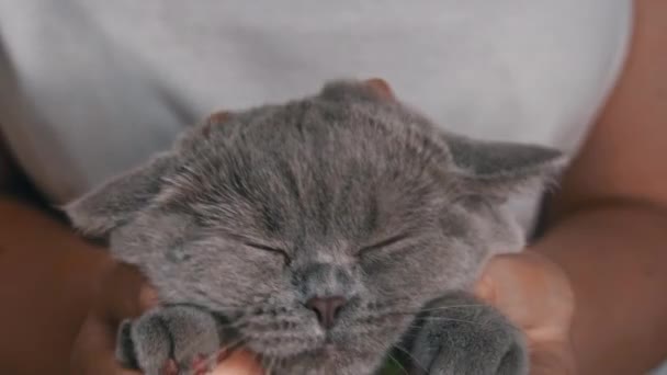 Girls Hands Scratching Cute Face Gray Cat Close Hostess Strokes – stockvideo