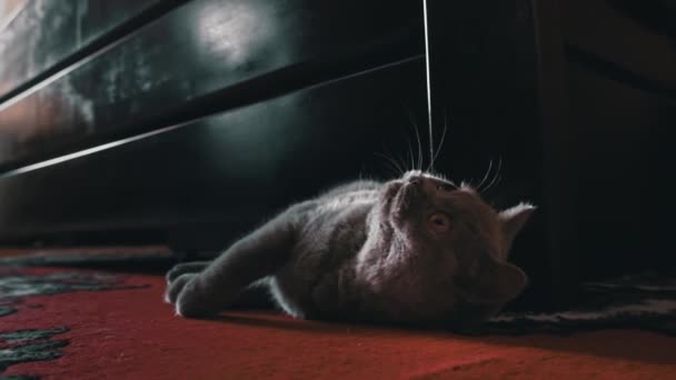 ベッドの下からグレーの遊び心の猫のピークと所有者と遊ぶ 灰色の猫の芝生がベッドの下から人間の指で再生されます 猫は人と遊ぶ 鋭い爪の子猫の遊び心のある足 — ストック動画