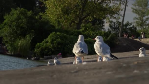 Duas Gaivotas Caminham Aterro Pôr Sol Aves Marinhas Estão Procura — Vídeo de Stock