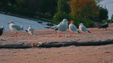 Birçok martı gün batımında sette yürür. Deniz kuşları su kenarında yiyecek arıyorlar. Bulutlu bir günde, yaban martıları setin üzerinde yürür..