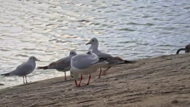 日落时 许多海鸥在堤岸上行走 海鸟在水边觅食 多云的天气 野生海鸥沿着堤岸散步 — 图库视频影像