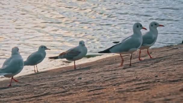 Многие Чайки Ходят Набережной Закате Морские Птицы Ищут Еду Воды — стоковое видео