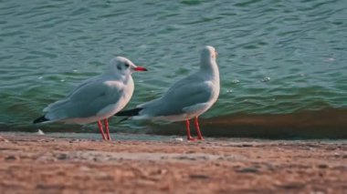Gün batımında iki martı sette yürüyor. Deniz kuşları su kenarında yiyecek arıyorlar. Bulutlu bir günde, yaban martıları setin üzerinde yürür..