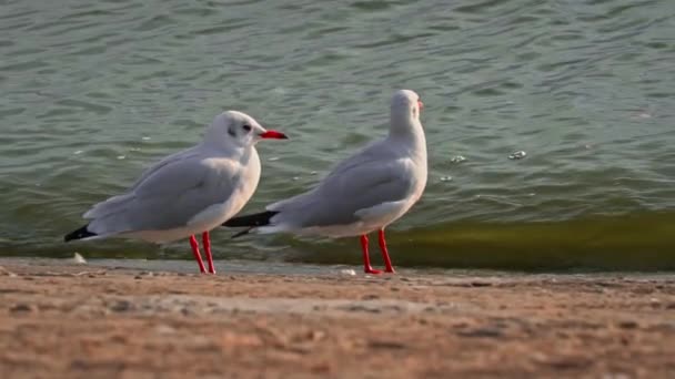 Dwie Mewy Chodzą Nabrzeżu Zachodzie Słońca Ptaki Morskie Szukają Pożywienia — Wideo stockowe