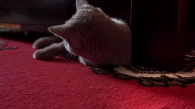 Gri şakacı kedi yatağın altından bakar ve sahibiyle oynar. Gri bir kedinin pençesi yatağın altından insan parmaklarıyla oynuyor. Cat insanlarla oynuyor. Keskin pençeli bir kedi yavrusunun oynak pençesi.