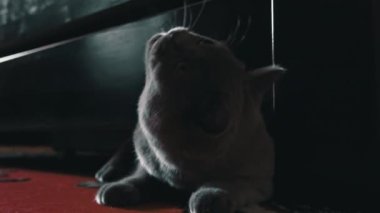 Gri şakacı kedi yatağın altından bakar ve sahibiyle oynar. Gri bir kedinin pençesi yatağın altından insan parmaklarıyla oynuyor. Cat insanlarla oynuyor. Keskin pençeli bir kedi yavrusunun oynak pençesi.