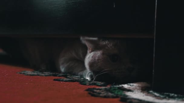 灰色顽皮的猫从床底下向外张望 和主人一起玩耍 一只灰色的猫的爪子在床底下用人类的手指玩耍 猫和人玩耍 有锋利爪子的小猫咪的顽皮爪子 — 图库视频影像