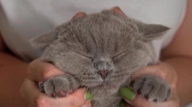 Girls hands are scratching the cute face of a gray cat close-up. The hostess strokes a gray kitten close-up. Fluffy thoroughbred pet relaxes and purrs. Little best friends. Happy pets at home.
