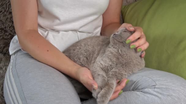 Girls Hands Scratching Cute Face Gray Cat Close Hostess Strokes — Stok video