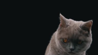 Interested muzzle of a Scottish cat close-up on a black background. Cat gray muzzle with large yellow eyes. The cat looks up.