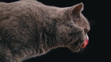 Gri kedi yakın plan siyah arka planı yalıyor. Yakından İskoç bir kedinin ağzıyla ilgilenir. Kedi grisi ağızlık ve büyük sarı gözler. Kedi yukarı bakar..