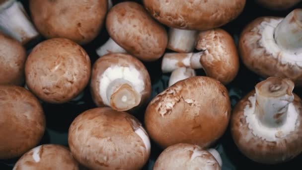 Cogumelos Castanhos Estão Girando Fundo Preto Chuva Cair Terra Cogumelos — Vídeo de Stock