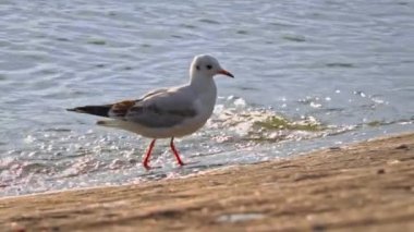 Gün batımında iki martı sette yürüyor. Deniz kuşları su kenarında yiyecek arıyorlar. Bulutlu bir günde, yaban martıları setin üzerinde yürür..