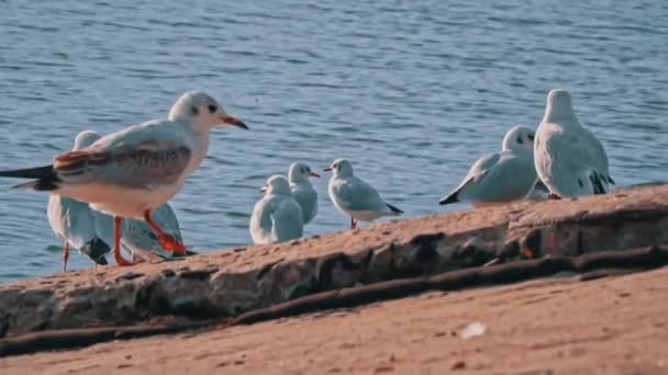 Muitas Gaivotas Caminham Aterro Pôr Sol Aves Marinhas Estão Procura — Vídeo de Stock