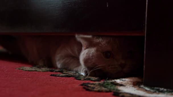 ベッドの下からグレーの遊び心の猫のピークと所有者と遊ぶ 灰色の猫の芝生がベッドの下から人間の指で再生されます 猫は人と遊ぶ 鋭い爪の子猫の遊び心のある足 — ストック動画