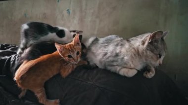 Homeless and sad mother cat feeds her adult kittens on the street. A wild homeless cat with a bunch of homeless kittens in a poor city. Hungry and beaten cat. Sad street pets.