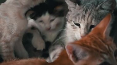 Homeless and sad mother cat feeds her adult kittens on the street. A wild homeless cat with a bunch of homeless kittens in a poor city. Hungry and beaten cat. Sad street pets.