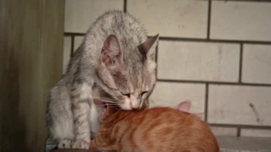 Homeless and sad mother cat feeds her adult kittens on the street. A wild homeless cat with a bunch of homeless kittens in a poor city. Hungry and beaten cat. Sad street pets.
