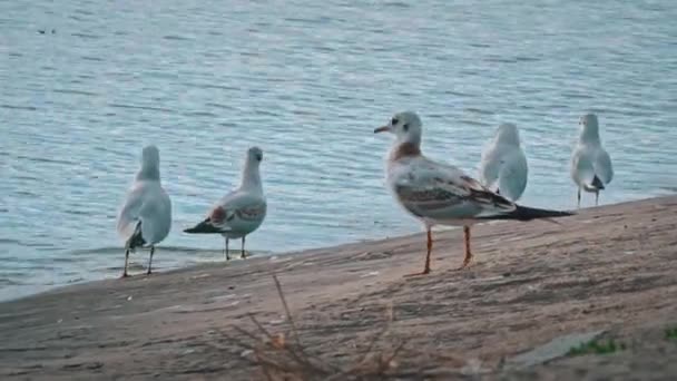日落时 许多海鸥在堤岸上行走 海鸟在水边觅食 多云的天气 野生海鸥沿着堤岸散步 — 图库视频影像