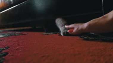 Gri şakacı kedi yatağın altından bakar ve sahibiyle oynar. Gri bir kedinin pençesi yatağın altından insan parmaklarıyla oynuyor. Cat insanlarla oynuyor. Keskin pençeli bir kedi yavrusunun oynak pençesi.