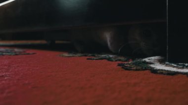 Gri şakacı kedi yatağın altından bakar ve sahibiyle oynar. Gri bir kedinin pençesi yatağın altından insan parmaklarıyla oynuyor. Cat insanlarla oynuyor. Keskin pençeli bir kedi yavrusunun oynak pençesi.