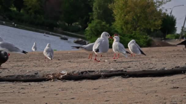 Birçok Martı Gün Batımında Sette Yürür Deniz Kuşları Kenarında Yiyecek — Stok video