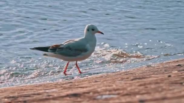 Dva Racci Kráčejí Nábřeží Při Západu Slunce Mořští Ptáci Hledají — Stock video