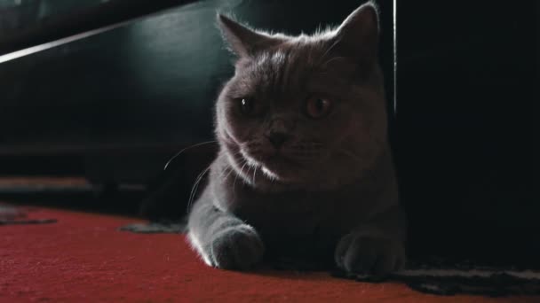 Pisica Gri Jucăușă Aruncă Privire Sub Pat Joacă Proprietarul Paw — Videoclip de stoc