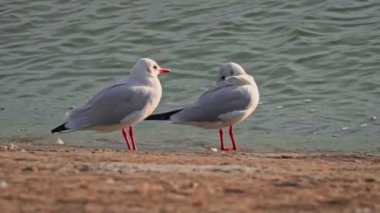 Gün batımında iki martı sette yürüyor. Deniz kuşları su kenarında yiyecek arıyorlar. Bulutlu bir günde, yaban martıları setin üzerinde yürür..