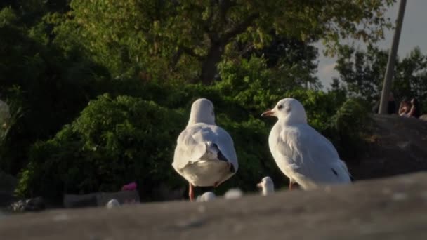 Gün Batımında Iki Martı Sette Yürüyor Deniz Kuşları Kenarında Yiyecek — Stok video