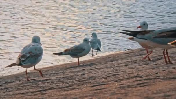 Многие Чайки Ходят Набережной Закате Морские Птицы Ищут Еду Воды — стоковое видео