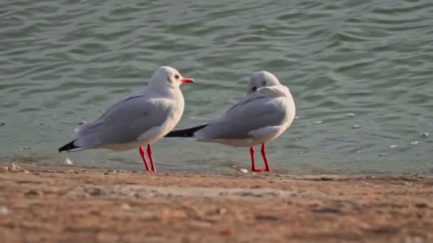 Dos Gaviotas Caminan Por Terraplén Atardecer Las Aves Marinas Están — Vídeos de Stock
