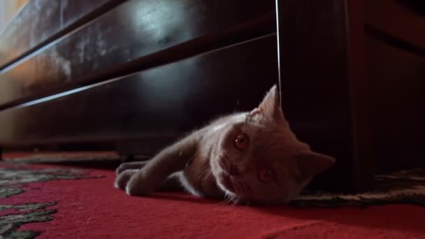 장난기많은 고양이는 밑에서 살금살금 나와서 과노는 놀이를 고양이의 밑에서 사람의 — 비디오