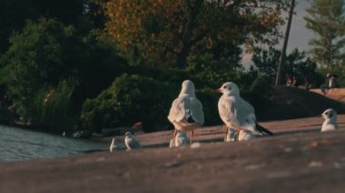 Gün batımında iki martı sette yürüyor. Deniz kuşları su kenarında yiyecek arıyorlar. Bulutlu bir günde, yaban martıları setin üzerinde yürür..