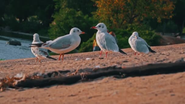 Багато Чайок Ходять Набережній Під Час Заходу Сонця Морські Птахи — стокове відео