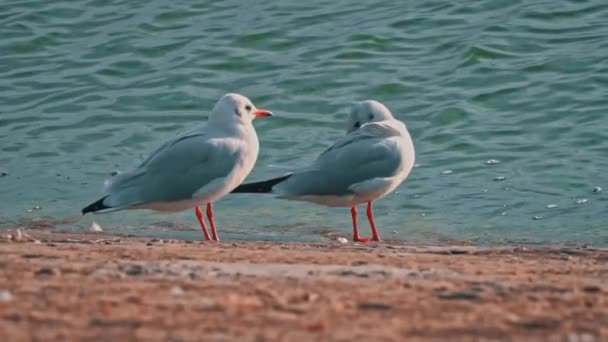Deux Mouettes Marchent Sur Remblai Coucher Soleil Les Oiseaux Mer — Video