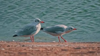 Gün batımında iki martı sette yürüyor. Deniz kuşları su kenarında yiyecek arıyorlar. Bulutlu bir günde, yaban martıları setin üzerinde yürür..