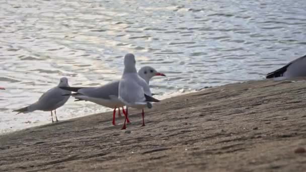 Nombreux Mouettes Marchent Sur Remblai Coucher Soleil Les Oiseaux Mer — Video
