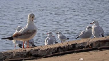 Birçok martı gün batımında sette yürür. Deniz kuşları su kenarında yiyecek arıyorlar. Bulutlu bir günde, yaban martıları setin üzerinde yürür..