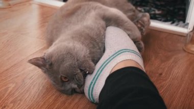 Gri safkan evcil kedi metresinin ayaklarıyla oynar. Kedicilik oynamak dişi bacağını ısırır. Kediyle eğlenceli oyunlar. Evcil hayvanlar ilgi ister..
