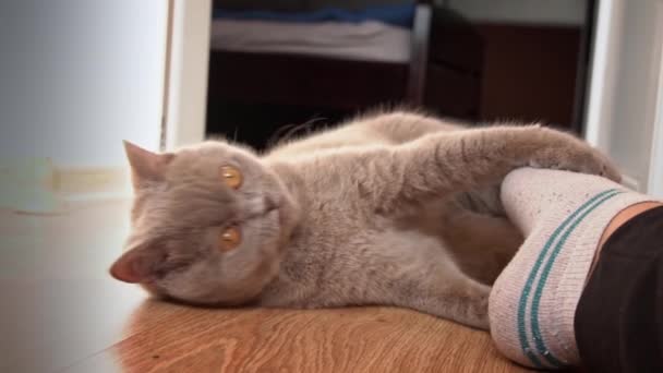 Grigio Purosangue Gatto Domestico Gioca Con Piedi Della Sua Amante — Video Stock