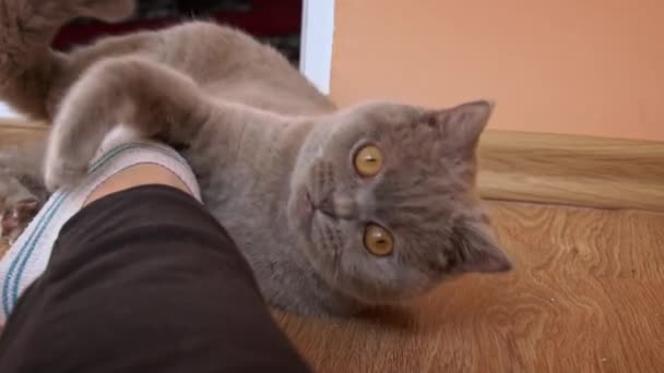 Graue Vollblut Hauskatze Spielt Mit Den Füßen Seiner Herrin Spielende — Stockvideo