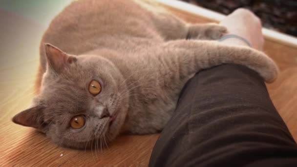 Grijze Volbloed Huiskat Speelt Met Voeten Van Zijn Minnares Kattenbeten — Stockvideo