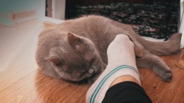 Gri safkan evcil kedi metresinin ayaklarıyla oynar. Kedicilik oynamak dişi bacağını ısırır. Kediyle eğlenceli oyunlar. Evcil hayvanlar ilgi ister..