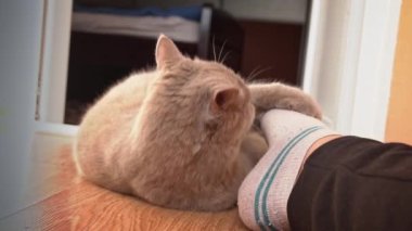 Gri safkan evcil kedi metresinin ayaklarıyla oynar. Kedicilik oynamak dişi bacağını ısırır. Kediyle eğlenceli oyunlar. Evcil hayvanlar ilgi ister..
